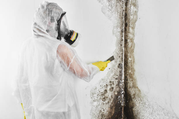 Best Affordable Mold Removal  in Hazlehurst, GA