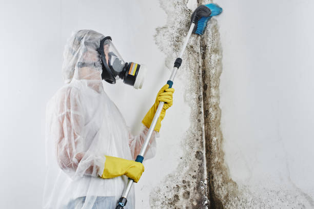 Reliable Hazlehurst, GA Mold Removal Solutions