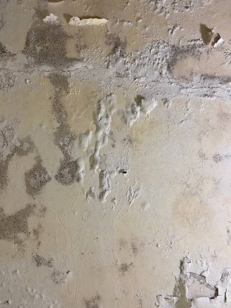 Home Mold Removal in Hazlehurst, GA