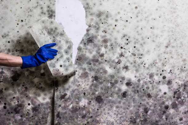 Best Commercial Mold Removal  in Hazlehurst, GA