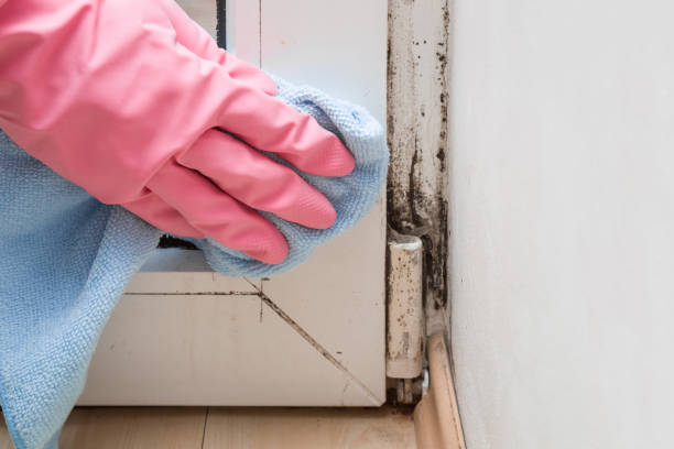 Best Same-Day Mold Removal  in Hazlehurst, GA